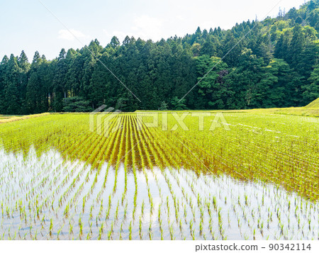 A calm rural landscape in early summer, a beautiful rice field after rice planting 90342114