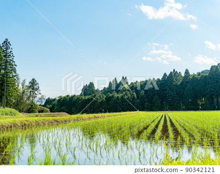 A calm rural landscape in early summer, a beautiful rice field after rice planting A calm rural landscape in early summer, a beautiful rice field after rice planting 90342121