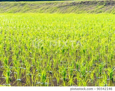 A calm rural landscape in early summer, a beautiful rice field after rice planting A calm rural landscape in early summer, a beautiful rice field after rice planting 90342146