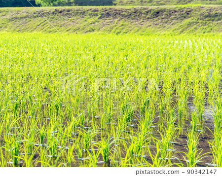 A calm rural landscape in early summer, a beautiful rice field after rice planting 90342147
