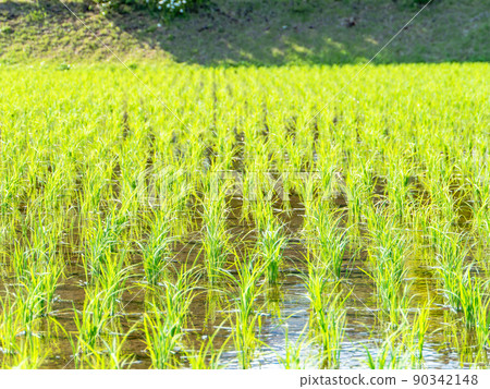初夏平靜的鄉村景觀，水稻種植後的美麗稻田 90342148