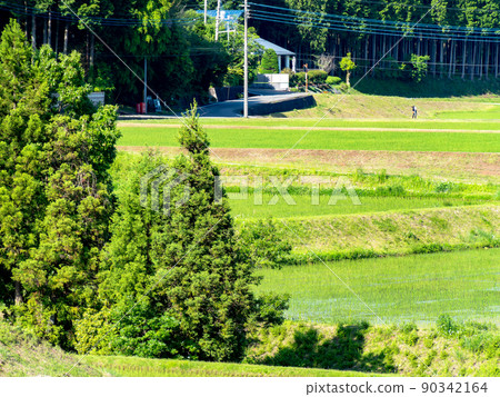 A calm rural landscape in early summer, a beautiful rice field after rice planting A calm rural landscape in early summer, a beautiful rice field after rice planting 90342164