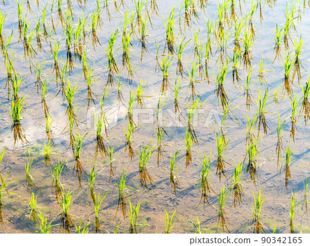 A calm rural landscape in early summer, a beautiful rice field after rice planting 90342165