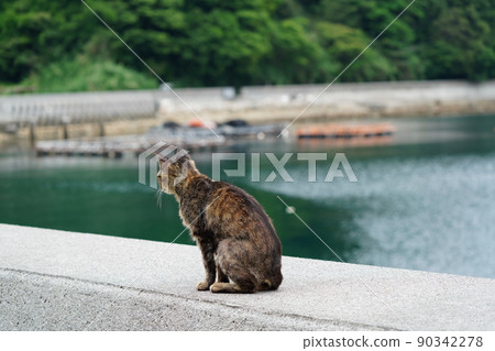 A cat takes a nap in a quiet harbor with the blue sea in the background A cat takes a nap in a quiet harbor with the blue sea in the background 90342278