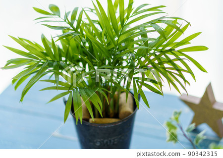 Summer foliage plants | Window palms Summer foliage plants | Window palms 90342315
