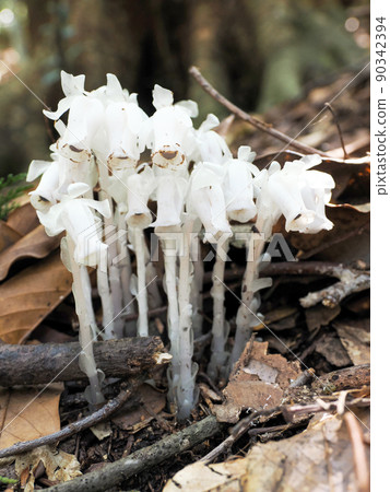 自然生長的Monotropastrum humilis 自然生長的Monotropastrum humilis 90342394