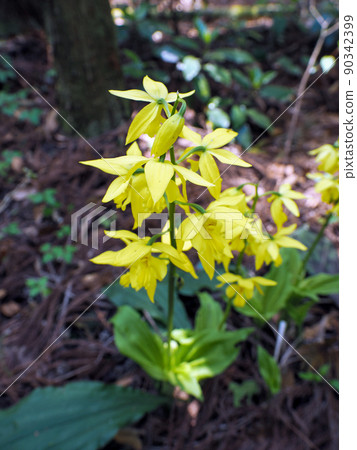 Naturally growing calanthe discolor Naturally growing calanthe discolor 90342399