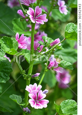 Zeniaoi (Qian Ao) 90342443