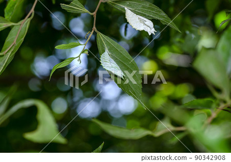 Pupae of the red-bearded beetle 90342908