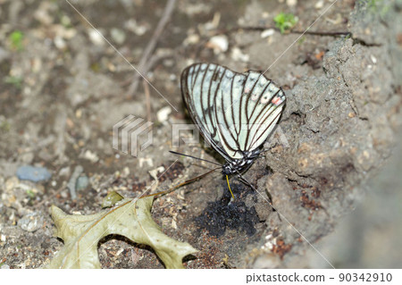  Red-faced red turtle 90342910