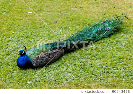 Peacock at Warwick castle garden Peacock at Warwick castle garden 90343458