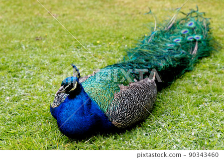 Peacock at Warwick castle garden Peacock at Warwick castle garden 90343460