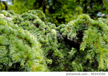 Christmas tree branches - Evergreen forest or wood 90343500