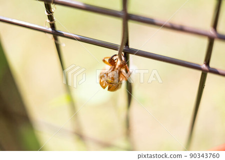 Cicada shell "summer image" Cicada shell "summer image" 90343760