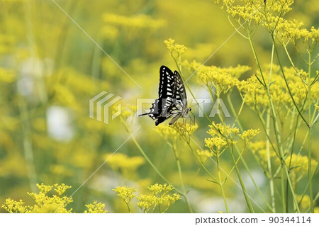 A large swallowtail butterfly that came to suck nectar A large swallowtail butterfly that came to suck nectar 90344114
