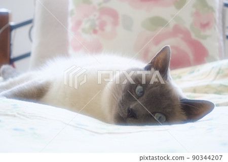 Siamese cat lying on the bed 90344207