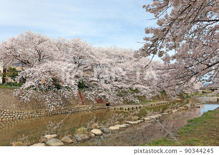 峰櫻公園的櫻花 90344245