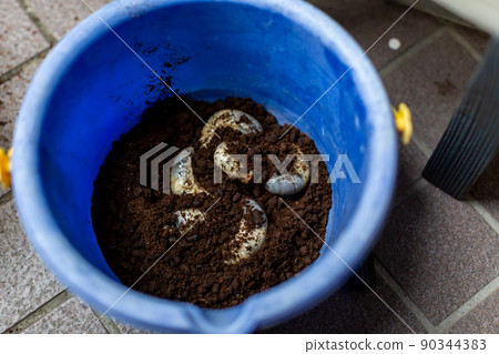 甲蟲繁殖昆蟲墊更換 甲蟲繁殖昆蟲墊更換 90344383