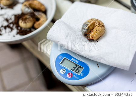 Beetle breeding insect mat replacement Beetle breeding insect mat replacement 90344385