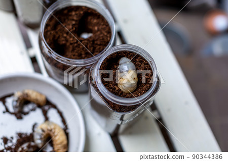 Beetle breeding insect mat replacement 90344386