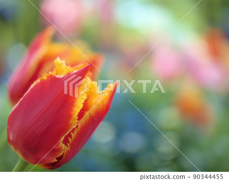 Red tulip flowers blooming in April Red tulip flowers blooming in April 90344455