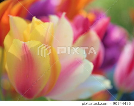 Colorful tulip flowers that bloomed in April Colorful tulip flowers that bloomed in April 90344456