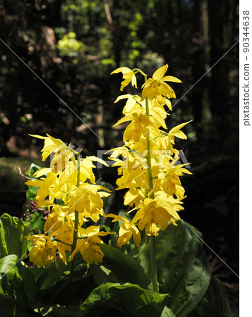 自然生長的calanthe變色 90344638