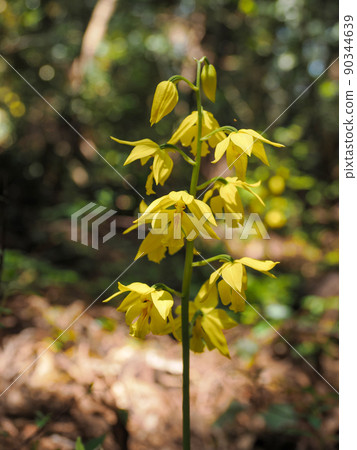 自然生長的calanthe變色 90344639