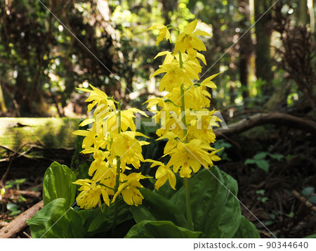 自然生長的calanthe變色 90344640