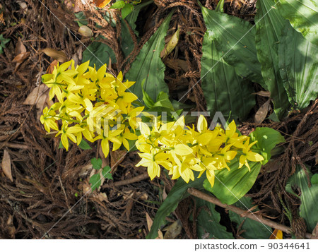 自然生長的calanthe變色 90344641