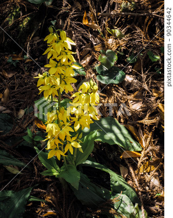 自然生長的calanthe變色 90344642