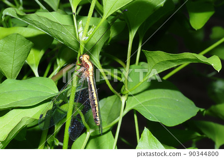 Owlfly family (female) Owlfly family (female) 90344800