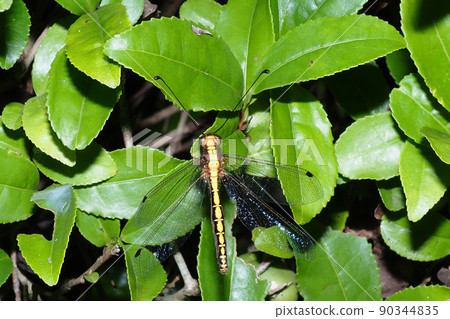 Owlfly (female) 90344835