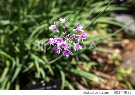 擁有美麗纖細站立身姿的鶴蝶花 90344952