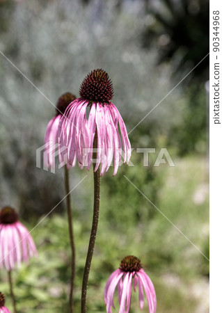Echinacea flower, also known as Echinacea Echinacea flower, also known as Echinacea 90344968