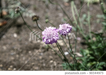 為高原著色的洋槐花【日文名枕形花】 90344973