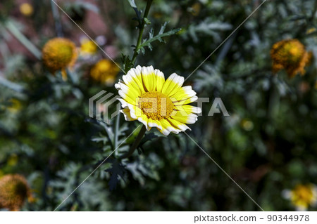 Young foliage is a flower of garland chrysanthemum known as edible [Asteraceae] 90344978