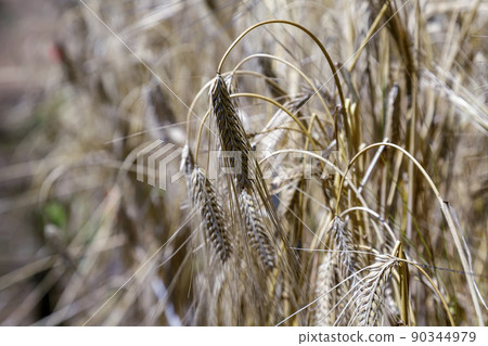 二條大麥穗,又名大麥【禾本科】 二條大麥穗,又名大麥【禾本科】 90344979