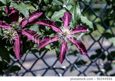 Clematis flower [Jackmany Niobe] 90344998