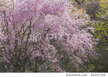 Spring Tama Forest Science Garden Sakura Refreshing Forest Research Institute Spring Sakura Preservation Forest Takao Spring Tama Forest Science Garden Sakura Refreshing Forest Research Institute Spring Sakura Preservation Forest Takao 90345169