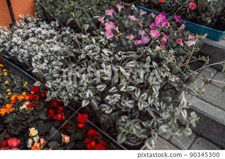 Open lorist shop with flowers of exotic plants on the shelves. Blossoming outdoor plants stand in racks before market or store in glasshouse Open lorist shop with flowers of exotic plants on the shelves. Blossoming outdoor plants stand in racks before market or store in glasshouse 90345300