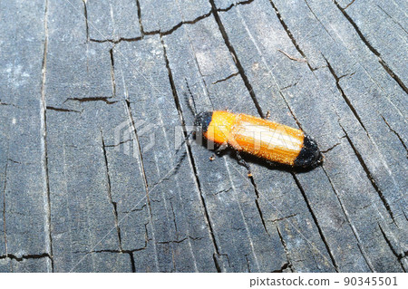 Blacktip reef shark 90345501