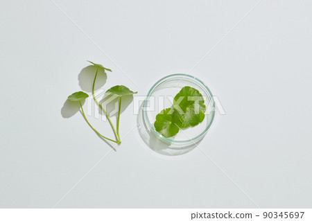 Gotu kula decorated in petri dish and transparent podium with blank space in laboratory background for plants advertising , top view Gotu kula decorated in petri dish and transparent podium with blank space in laboratory background for plants advertising , top view 90345697