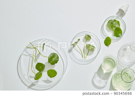 Gotu kula decorated in petri dish and transparent podium with blank space in laboratory background for plants advertising , top view 90345698