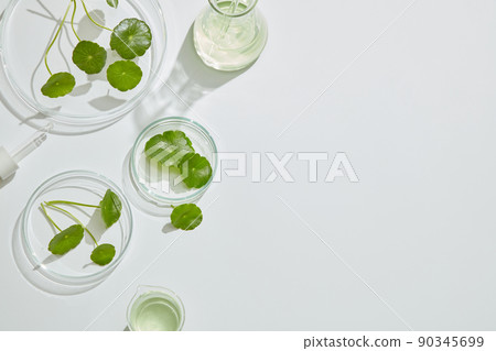 Gotu kula decorated in petri dish and transparent podium with blank space in laboratory background for plants advertising , top view 90345699