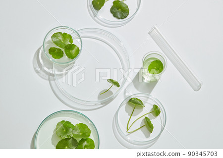 Gotu kula decorated in petri dish and transparent podium with blank space in laboratory background for plants advertising , top view 90345703