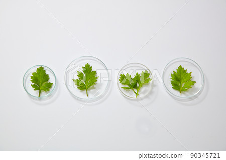 Mugwort decorated in petri dish in white background for experiment advertising Mugwort decorated in petri dish in white background for experiment advertising 90345721