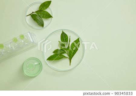 A top view of green tea decorated in petri dish with cosmetic jar for advertising  90345833