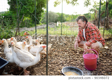 Mature age farmer feeding geese from bio organic food in the farm chicken coop. Floor cage free chickens is trend of modern poultry farming. Local business. Mature age farmer feeding geese from bio organic food in the farm chicken coop. Floor cage free chickens is trend of modern poultry farming. Local business. 90346072