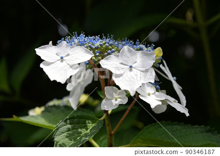 Hydrangea (forehead hydrangea) 90346187